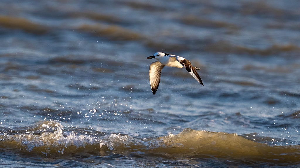Crab Plover